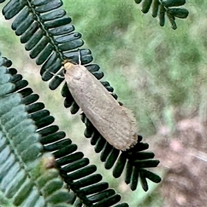 Unidentified Concealer moth (Oecophoridae) at Aranda, ACT by KMcCue