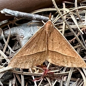 Unidentified Pyralid or Snout Moth (Pyralidae & Crambidae) at Aranda, ACT by KMcCue