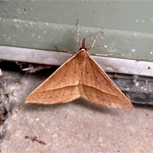 Epidesmia hypenaria at Aranda, ACT - 17 Dec 2024