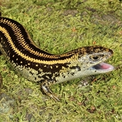 Lissolepis coventryi (Swamp Skink, Eastern Mourning Skink) at Mount Martha, VIC - 11 Oct 2014 by MichaelBedingfield