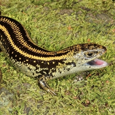 Lissolepis coventryi (Swamp Skink, Eastern Mourning Skink) at Mount Martha, VIC - 11 Oct 2014 by MichaelBedingfield