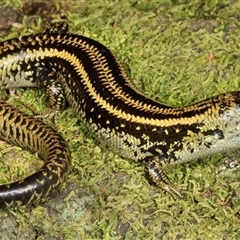 Lissolepis coventryi at Mount Martha, VIC - 11 Oct 2014