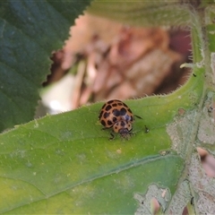 Epilachna sumbana (A Leaf-eating Ladybird) at Conder, ACT - 19 Mar 2024 by MichaelBedingfield