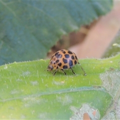 Epilachna sumbana at Conder, ACT - 19 Mar 2024 11:19 AM