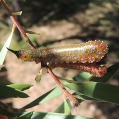 Pterygophorus cinctus at Conder, ACT - 26 Mar 2024 by MichaelBedingfield