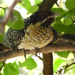 Eudynamys orientalis (Pacific Koel) at Kambah, ACT - 17 Dec 2024 by LinePerrins