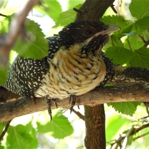 Eudynamys orientalis (Pacific Koel) at Kambah, ACT by LinePerrins