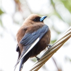 Artamus cyanopterus (Dusky Woodswallow) at Orangeville, NSW - 18 Dec 2024 by belleandjason