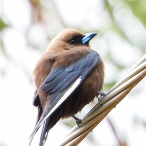 Artamus cyanopterus (Dusky Woodswallow) at Orangeville, NSW by belleandjason