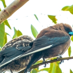 Artamus cyanopterus at Orangeville, NSW - suppressed