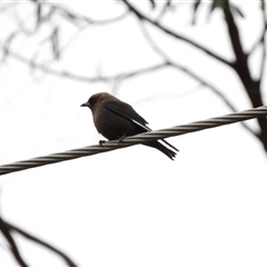Artamus cyanopterus at Orangeville, NSW - suppressed