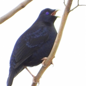 Ptilonorhynchus violaceus (Satin Bowerbird) at Brownlow Hill, NSW by belleandjason