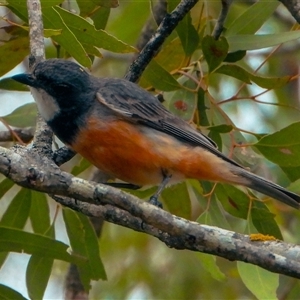 Pachycephala rufiventris (Rufous Whistler) at Orangeville, NSW by belleandjason