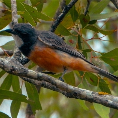 Pachycephala rufiventris (Rufous Whistler) at Orangeville, NSW - 18 Dec 2024 by belleandjason