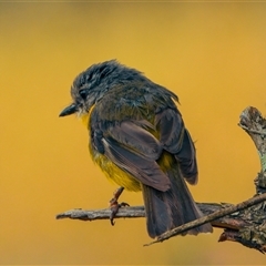 Eopsaltria australis (Eastern Yellow Robin) at Orangeville, NSW - 18 Dec 2024 by belleandjason