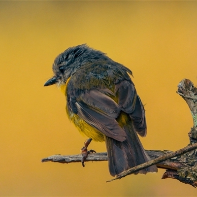 Eopsaltria australis (Eastern Yellow Robin) at Orangeville, NSW - 18 Dec 2024 by belleandjason