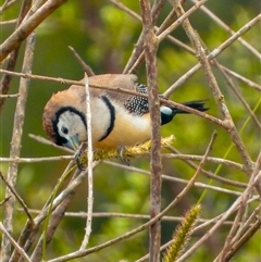 Stizoptera bichenovii (Double-barred Finch) at Orangeville, NSW - 18 Dec 2024 by belleandjason