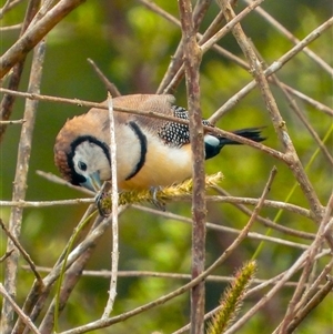 Stizoptera bichenovii (Double-barred Finch) at Orangeville, NSW by belleandjason