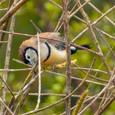 Stizoptera bichenovii (Double-barred Finch) at Orangeville, NSW - 18 Dec 2024 by belleandjason