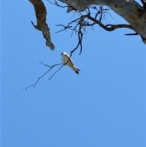 Falco cenchroides (Nankeen Kestrel) at Franklin, ACT by keaghanjames