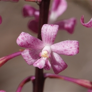 Dipodium roseum at Crace, ACT - 18 Dec 2024