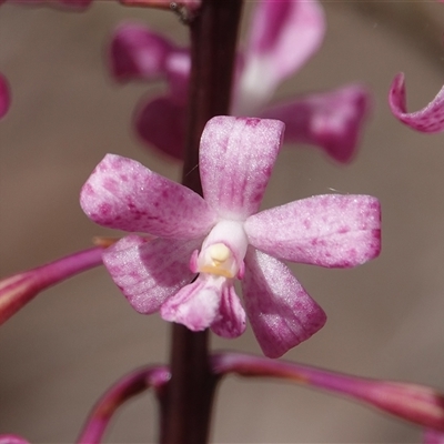 Dipodium punctatum at Crace, ACT - 17 Dec 2024 by Anna123