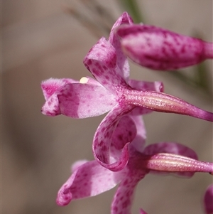 Dipodium roseum at Crace, ACT - 18 Dec 2024