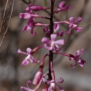 Dipodium roseum at Crace, ACT - 18 Dec 2024