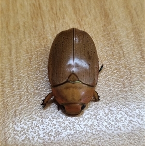 Anoplognathus porosus at Belconnen, ACT - 17 Dec 2024 03:18 PM