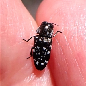 Diphucrania sp. (genus) at Cook, ACT - 18 Dec 2024 11:17 AM