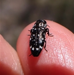 Diphucrania sp. (genus) at Cook, ACT - 18 Dec 2024 11:17 AM