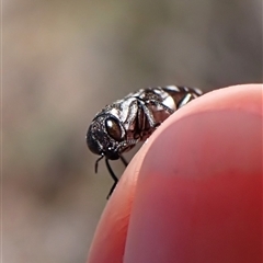 Diphucrania sp. (genus) at Cook, ACT - 18 Dec 2024