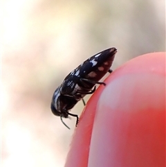 Diphucrania sp. (genus) at Cook, ACT - 18 Dec 2024