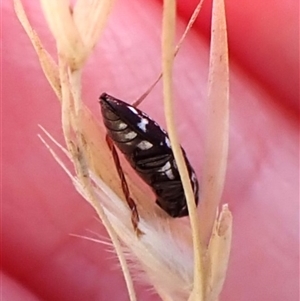 Diphucrania sp. (genus) at Cook, ACT - 18 Dec 2024