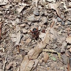 Anoplognathus montanus (Montane Christmas beetle) at Bowning, NSW - 18 Dec 2024 by Maren