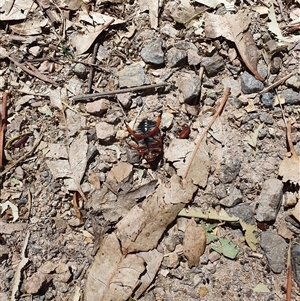 Anoplognathus montanus (Montane Christmas beetle) at Bowning, NSW by Maren