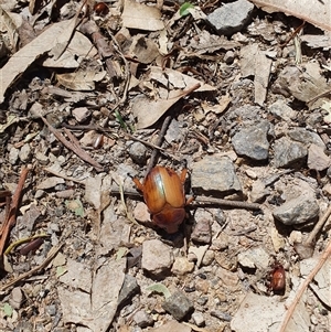 Anoplognathus montanus at Bowning, NSW - 18 Dec 2024