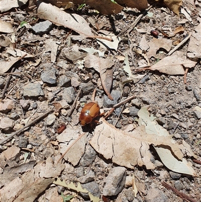 Anoplognathus montanus (Montane Christmas beetle) at Bowning, NSW - 18 Dec 2024 by Maren