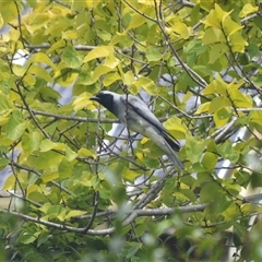 Coracina novaehollandiae (Black-faced Cuckooshrike) at Jamberoo, NSW - 18 Dec 2024 by plants