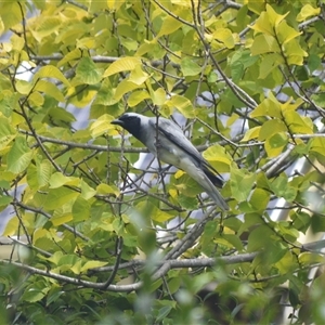 Coracina novaehollandiae (Black-faced Cuckooshrike) at Jamberoo, NSW by plants