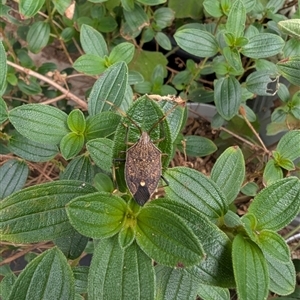 Poecilometis strigatus (Gum Tree Shield Bug) at Glenmore Park, NSW by sj72armstrong