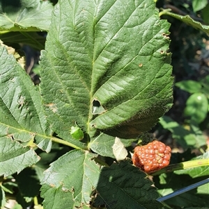 Nezara viridula at Bowning, NSW by Maren