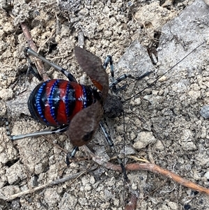 Acripeza reticulata at Bonny Hills, NSW - suppressed