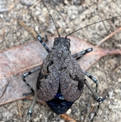 Acripeza reticulata at Bonny Hills, NSW - suppressed