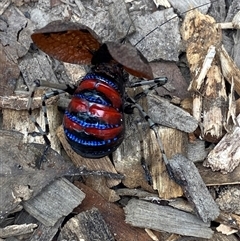 Acripeza reticulata at Bonny Hills, NSW - suppressed