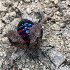 Acripeza reticulata at Bonny Hills, NSW - suppressed