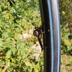 Unidentified Insect at Bowning, NSW - 18 Dec 2024 by Maren