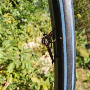 Neoaratus hercules at Bowning, NSW - 14 Dec 2024 07:39 AM