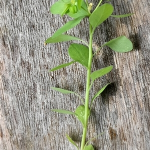 Euphorbia peplus at Pappinbarra, NSW - 18 Dec 2024 02:00 PM