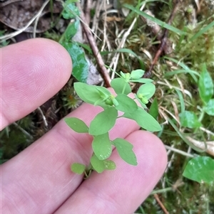 Euphorbia peplus at Pappinbarra, NSW - 18 Dec 2024 02:00 PM